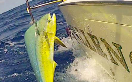 Mahi Mahi on Challenger Gaff