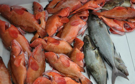 Reef Fishing for Red Snappers