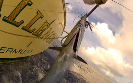 Wahoo on Challenger Gaff